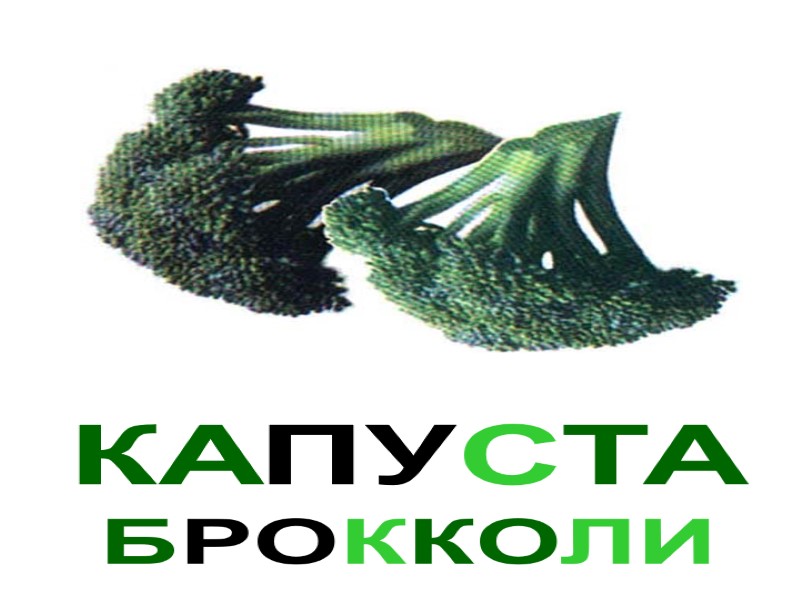 КАПУСТА БРОККОЛИ